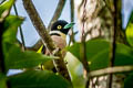 Black-and-yellow Broadbill Eurylaimus ochromalus