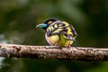 Black-and-yellow Broadbill Eurylaimus ochromalus