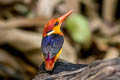 Black-backed Dwarf Kingfisher Ceyx erithaca erithaca