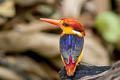 Black-backed Dwarf Kingfisher Ceyx erithaca erithaca