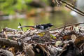 Black-backed Forktail Enicurus immaculatus