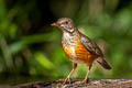 Black-breasted Thrush Turdus dissimilis