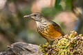 Black-breasted Thrush Turdus dissimilis