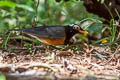 Black-breasted Thrush Turdus dissimilis