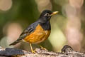 Black-breasted Thrush Turdus dissimilis