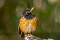 Black-breasted Thrush Turdus dissimilis