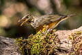 Black-breasted Thrush Turdus dissimilis