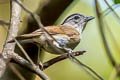 Black-browed Fulvetta Alcippe grotei eremita