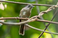 Black-browed Fulvetta Alcippe grotei eremita