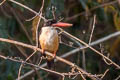 Black-capped Kingfisher Halcyon pileata