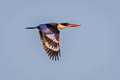 Black-capped Kingfisher Halcyon pileata