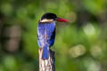 Black-capped Kingfisher Halcyon pileata