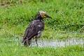 Black-collared Starling Gracupica nigricollis