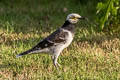 Black-collared Starling Gracupica nigricollis