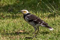 Black-collared Starling Gracupica nigricollis
