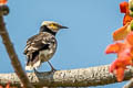 Black-collared Starling Gracupica nigricollis