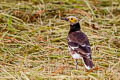 Black-collared Starling Gracupica nigricollis