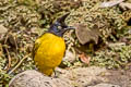 Black-crested Bulbul Rubigula flaviventris xanthops