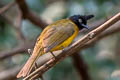 Black-crested Bulbul Rubigula flaviventris xanthops