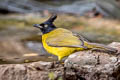 Black-crested Bulbul Rubigula flaviventris xanthops