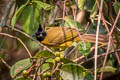 Black-crested Bulbul Rubigula flaviventris xanthops