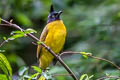 Black-crested Bulbul Rubigula flaviventris xanthops