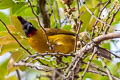 Black-crested Bulbul Rubigula flaviventris johnsoni