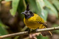 Black-crested Bulbul Rubigula flaviventris vantynei