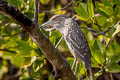 Black-crowned Night Heron Nycticorax nycticorax nycticorax 