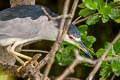 Black-crowned Night Heron Nycticorax nycticorax nycticorax 