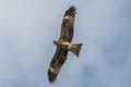 Black-eared Kite Milvus migrans lineatus