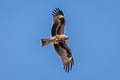 Black-eared Kite Milvus migrans lineatus