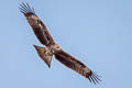 Black-eared Kite Milvus migrans lineatus