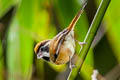 Black-eared Parrotbill Suthora nipalensis beaulieui