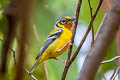 Black-eared Shrike-babbler Pteruthius melanotis melanotis