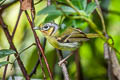 Black-eared Shrike-babbler Pteruthius melanotis melanotis