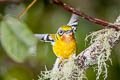 Black-eared Shrike-babbler Pteruthius melanotis melanotis