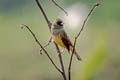 Black-faced Bunting Emberiza spodocephala sordida