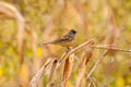 Black-faced Bunting Emberiza spodocephala sordida