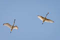 Black-faced Spoonbill Platalea minor 