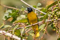 Black-headed Bulbul Brachypodius melanocephalos melanocephalos