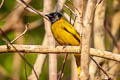 Black-headed Bulbul Brachypodius melanocephalos melanocephalos