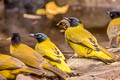 Black-headed Bulbul Brachypodius melanocephalos melanocephalos