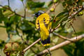 Black-headed Bulbul Brachypodius melanocephalos melanocephalos