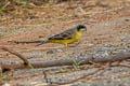 Black-headed Bunting Emberiza melanocephala