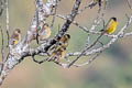 Black-headed Greenfinch Chloris ambigua ambigua