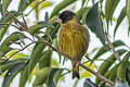 Black-headed Greenfinch Chloris ambigua ambigua