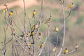 Black-headed Greenfinch Chloris ambigua ambigua