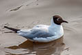 Black-headed Gull Chroicocephalus ridibundus