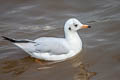 Black-headed Gull Chroicocephalus ridibundus